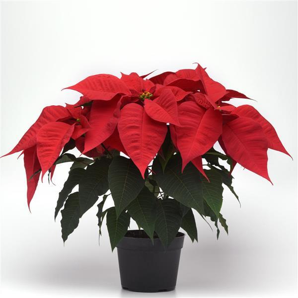 Poinsettia Christmas Spirit Container