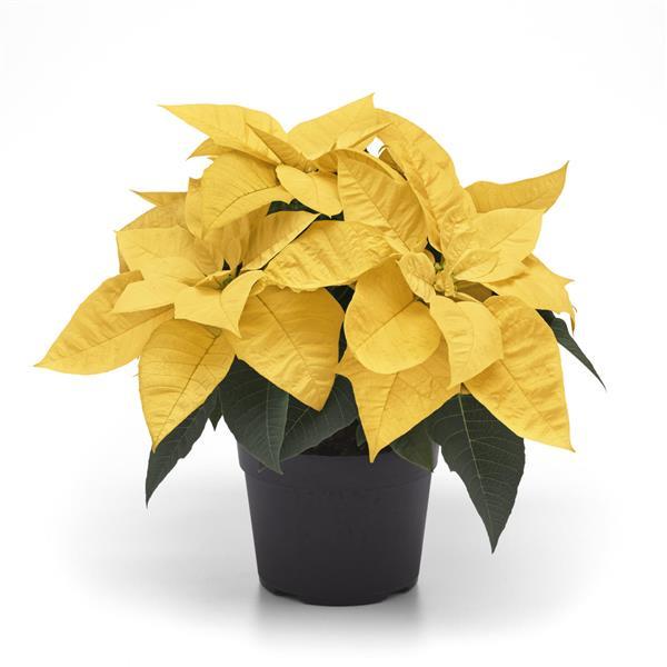 Poinsettia Lemon Glow Container