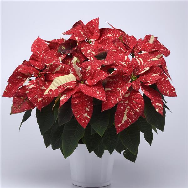 Poinsettia Superba New Glitter Container