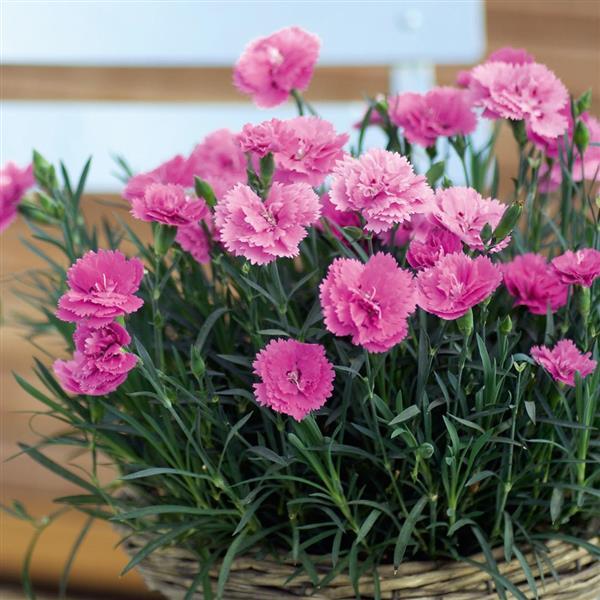 EverLast™ Orchid Container