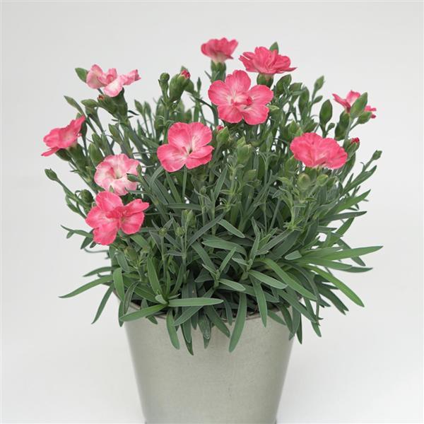 EverLast™ Peach Container