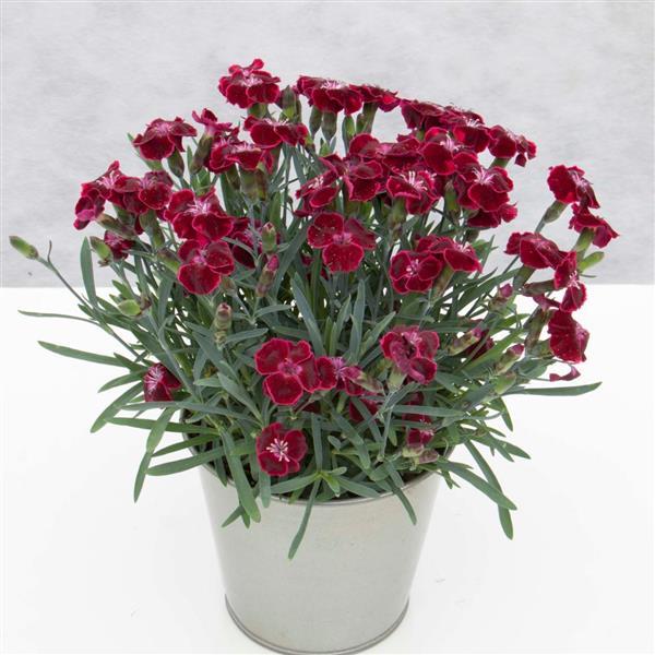 EverLast™ Velvet Container