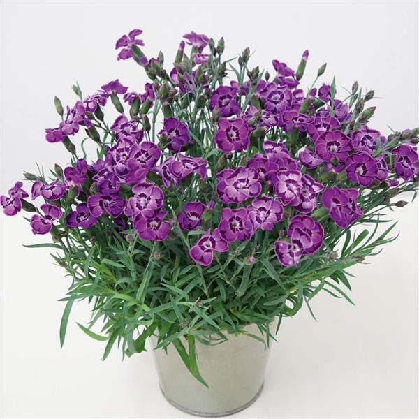 EverLast™ Violet Blue Container