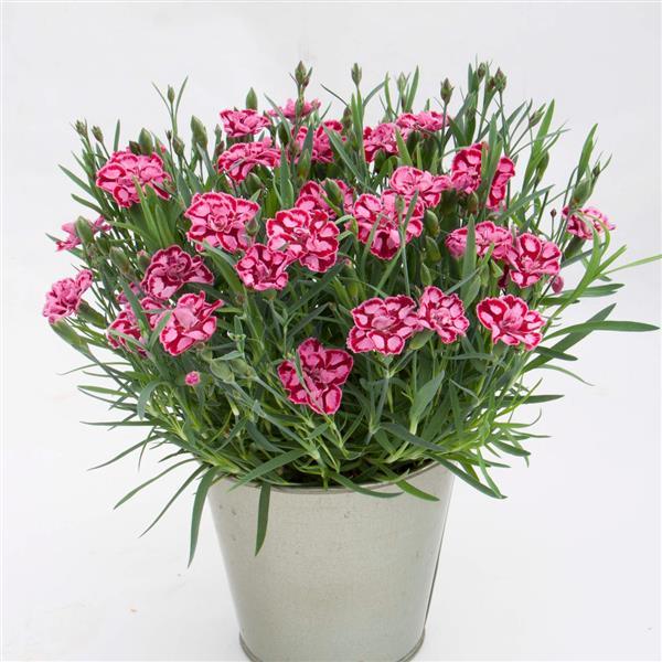 EverLast™ Red+Pink Container