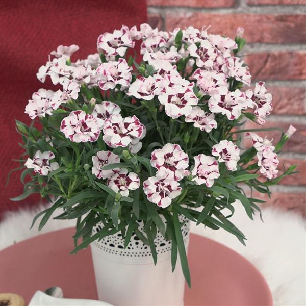 EverLast™ Cherry Swirl Container