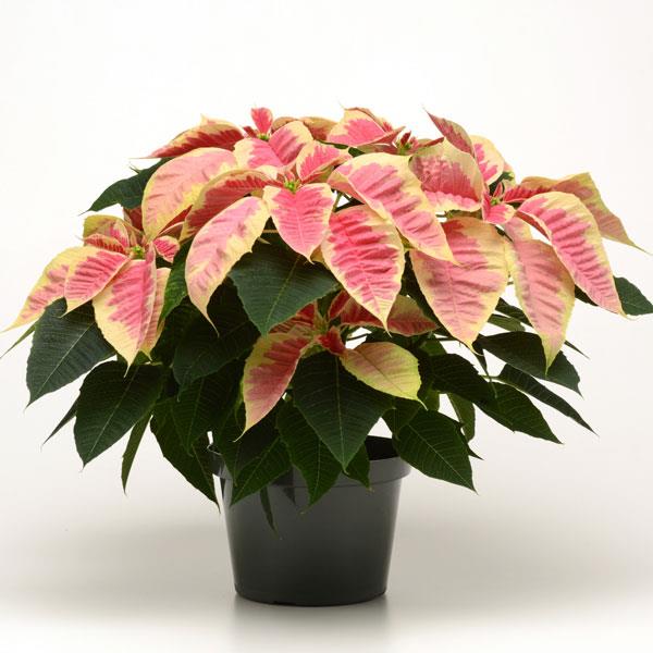Christmas Beauty™ Marble Container