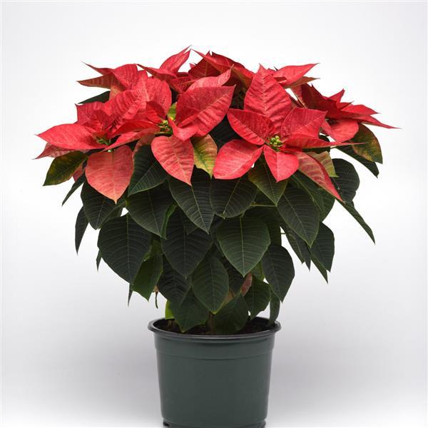 Christmas Beauty™ Queen Container