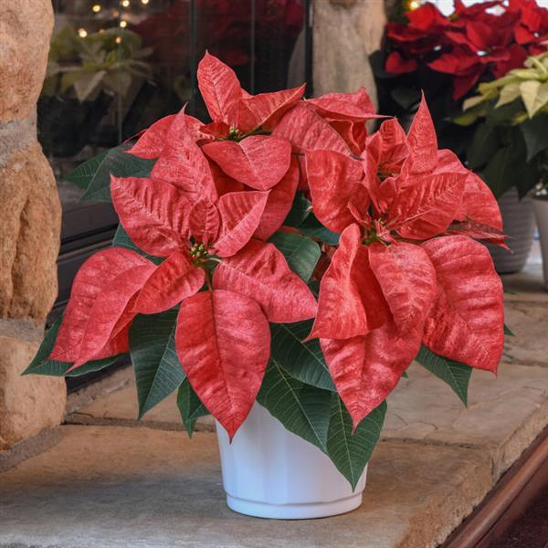 Christmas Beauty™ Queen Displays