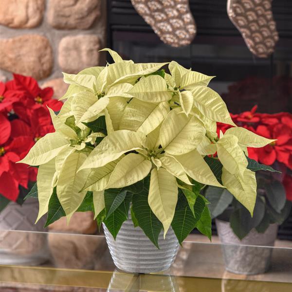 Christmas Joy™ White Displays