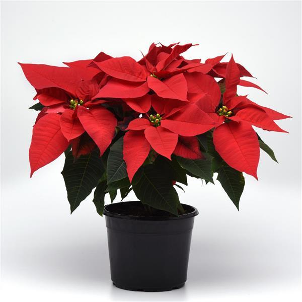 Early Elegance™ Red Container
