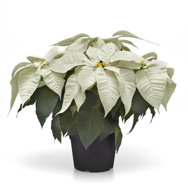 Early Elegance™ White Container