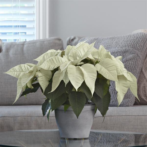 Early Elegance™ White Displays