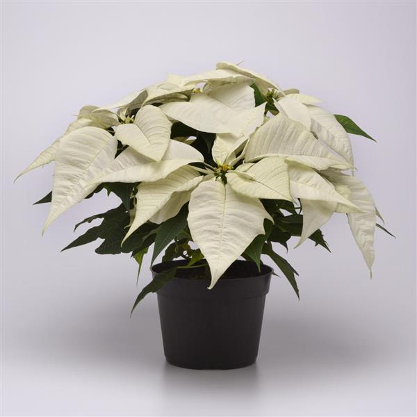 Poinsettia Brilliant White Container
