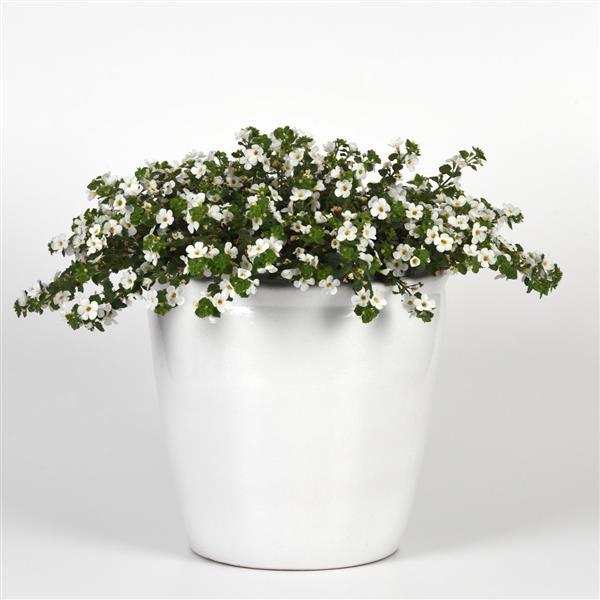 Big Falls™ White Container