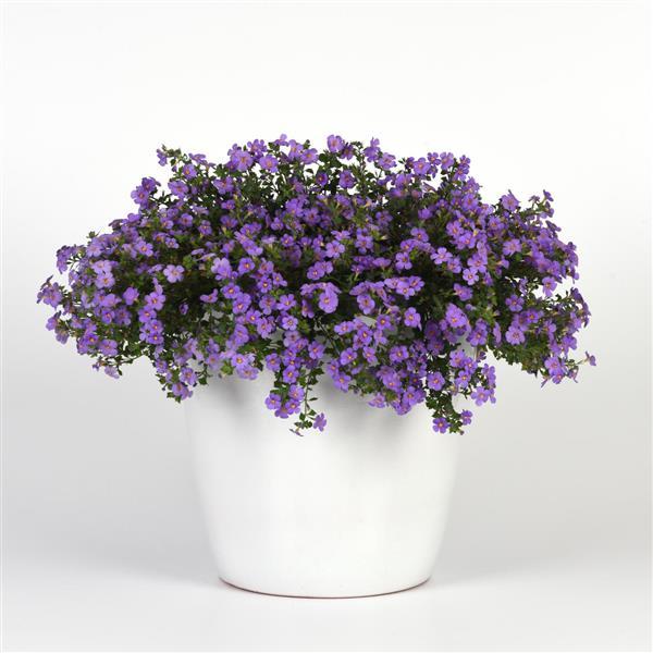 Big Falls™ Dark Blue Container
