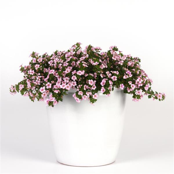 Big Falls™ Pink+Rose Eye Container