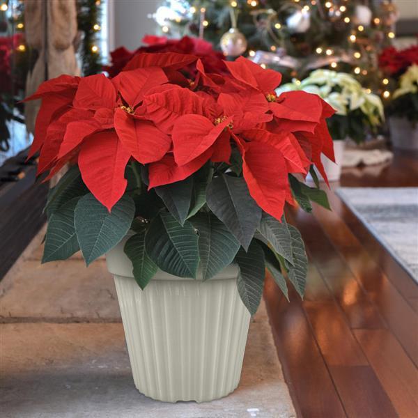 Christmas Wish™ Red Displays