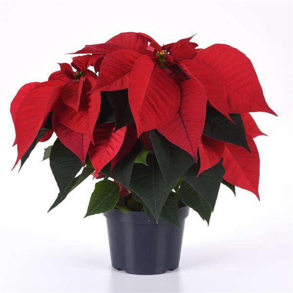 Christmas Chorus Red Container