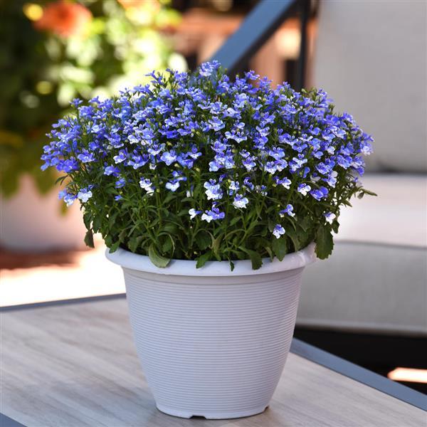 Magadi™ Compact Blue Bay Container