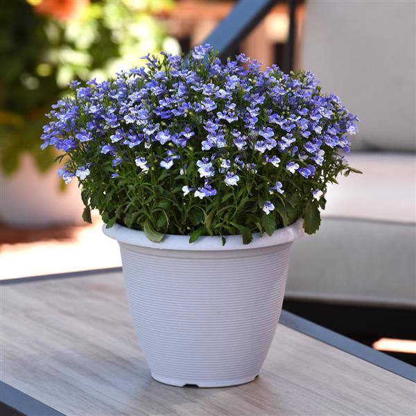 Magadi™ Compact Blue Bay Garden