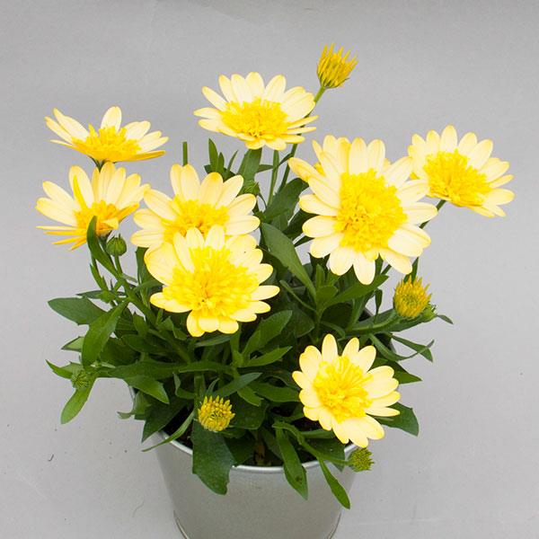 4D™ Sunburst Container
