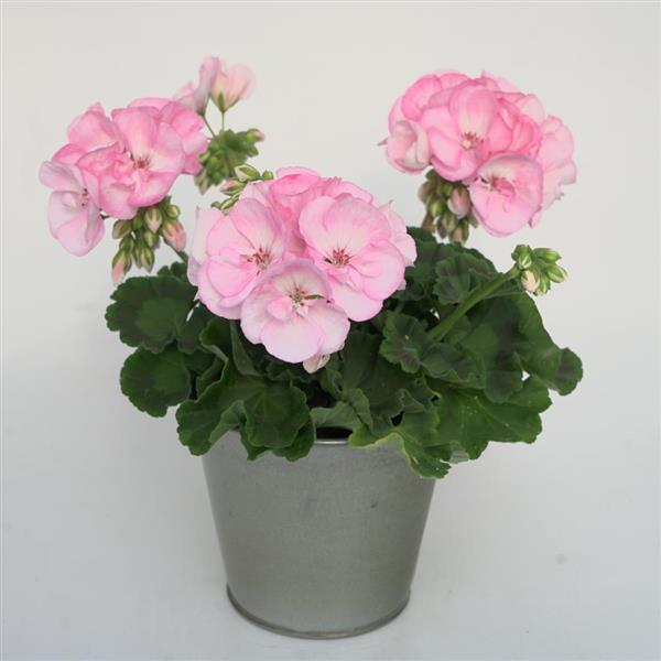Sunrise™ Appleblossom Container