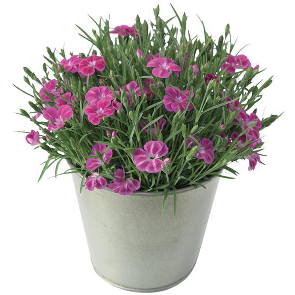 Pashmina™ Pink+White Container
