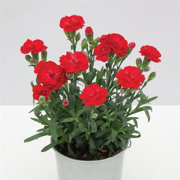 SuperTrouper™ Scarlet Container