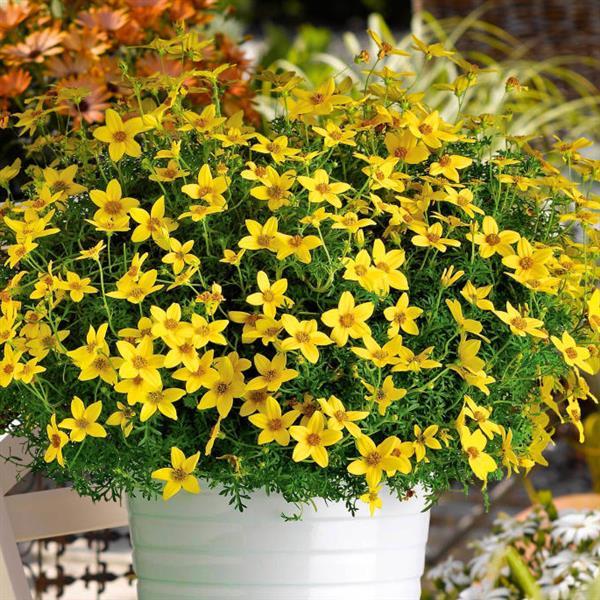 Namid™ Special Yellow Container