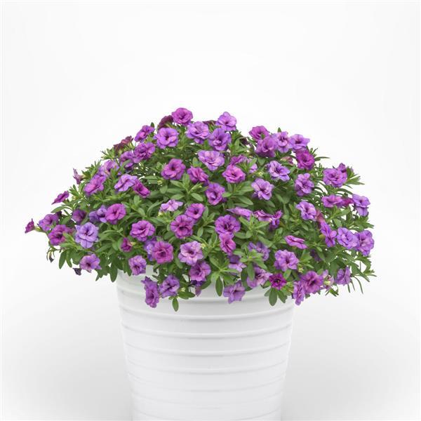 MiniFamous<sup>®</sup> Evo Double Light Blue Container