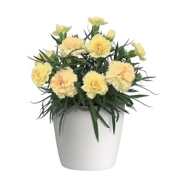 SuperTrouper™ Yellow Container