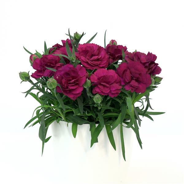 SuperTrouper™ Purple 26 Container