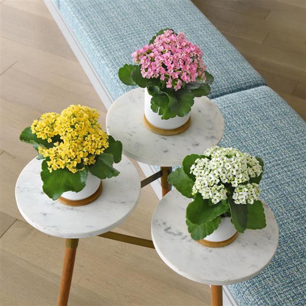 Mandala<sup>®</sup> Light Pink Displays