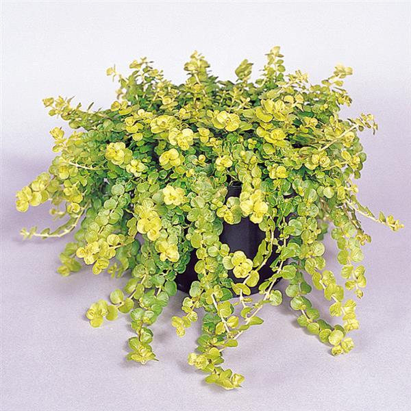 Lysimachia nummularia Goldilocks Container