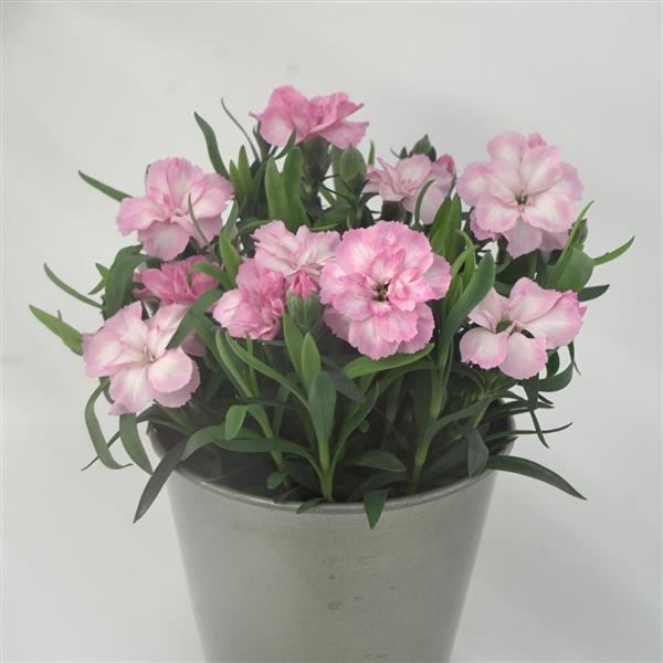 Oscar<sup>®</sup> Light Rose Container