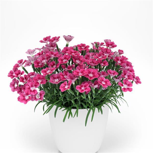 Pashmina™ Magenta+White Container