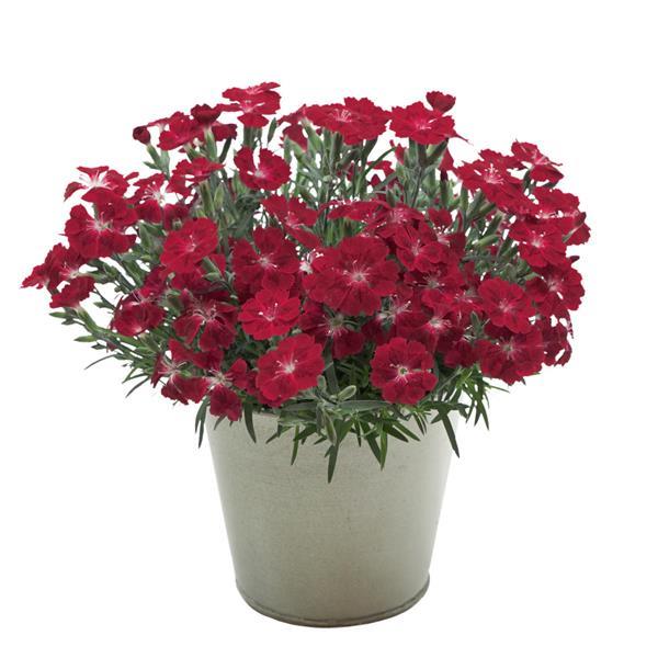 Pashmina™ Berry Red Container