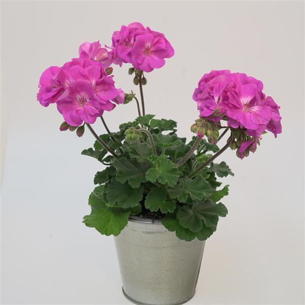 Moonlight™ Ice Blue Container