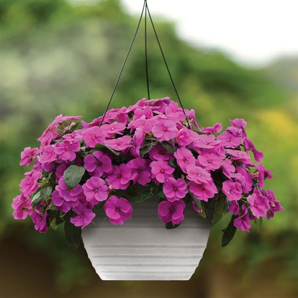 Bounce™ Violet Basket