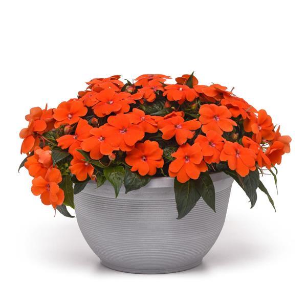 ColorPower™ Orange Container