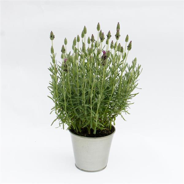 LaVela™ Compact Dark Violet Container