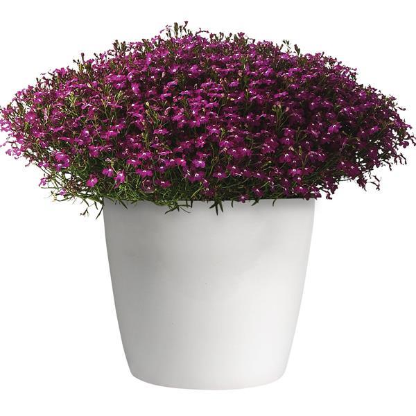Magadi™ Electric Purple Container