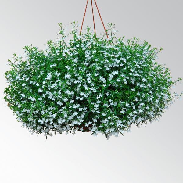 Magadi™ Basket White Basket