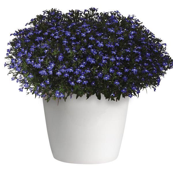Magadi™ Compact Blue Container