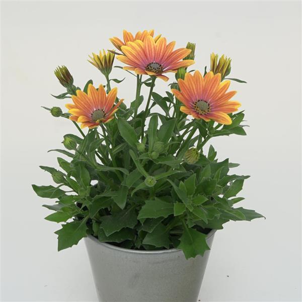 Zion™ Apricot Sun Container