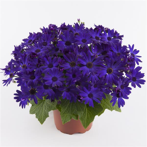 Senetti<sup>®</sup> Cobalt Blue Container