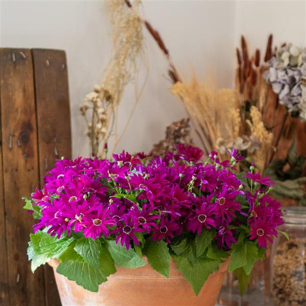 Senetti<sup>®</sup> Bright Carmine Container