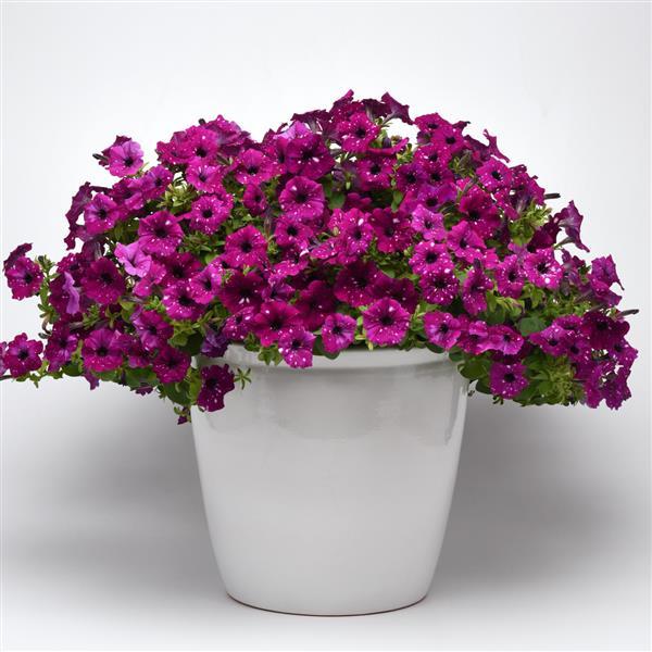 Headliner™ Electric Purple Sky Container