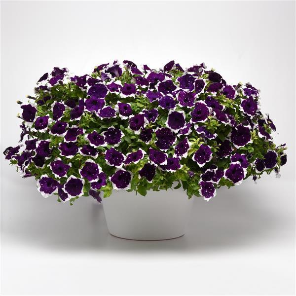 Main Stage™ Glacier Sky Container