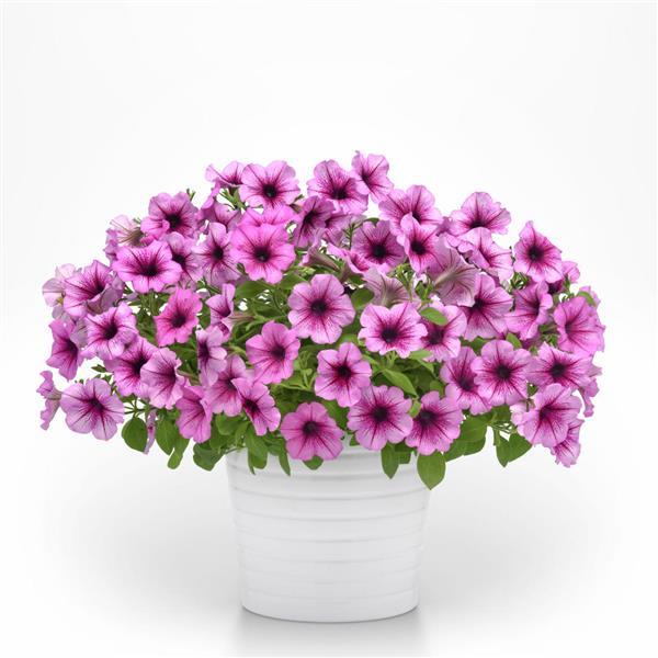 Main Stage™ Blueberry 26 Container